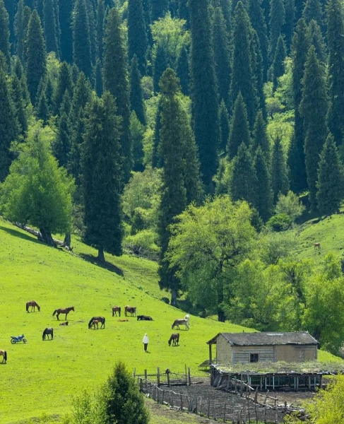 Altay Summer