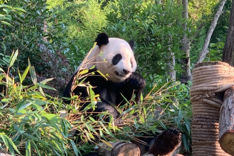 Chengdu Pandas