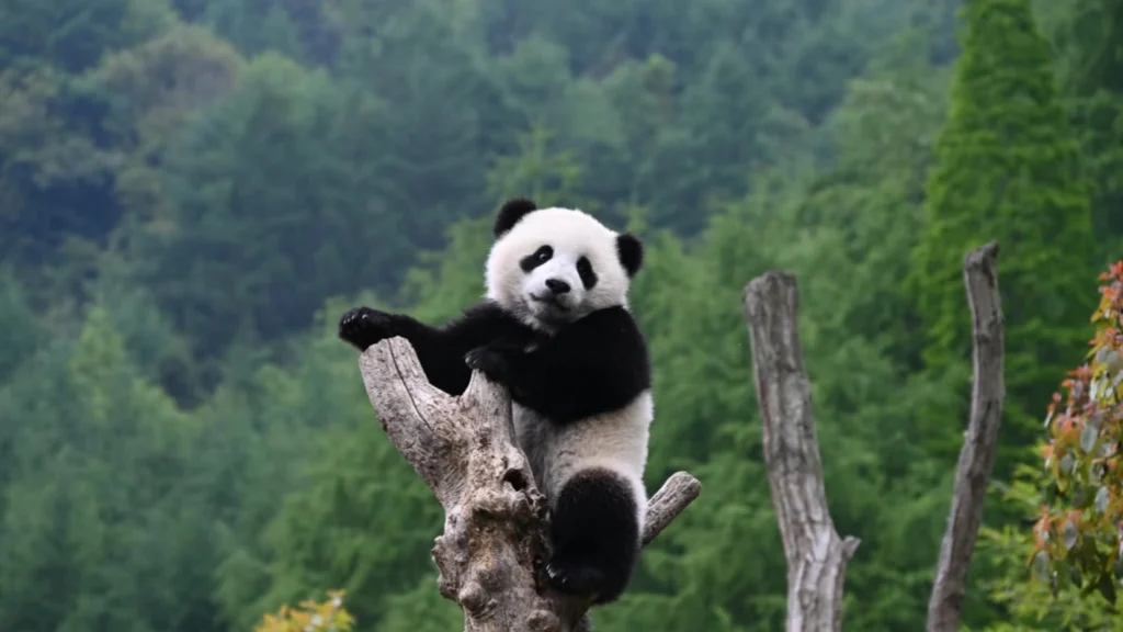 China Travel Pandas