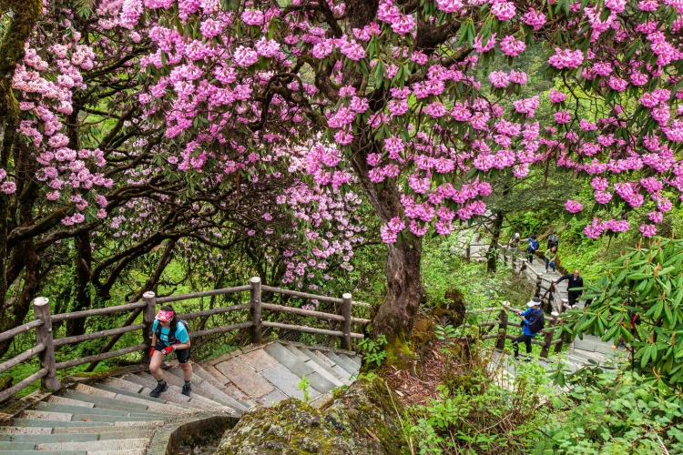 Emei Mountain Hiking