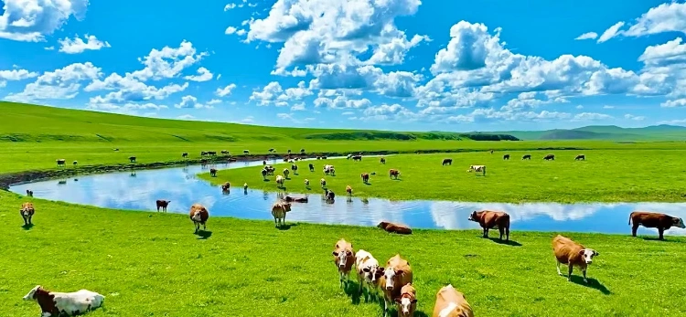 Inner Mongolia Grassland