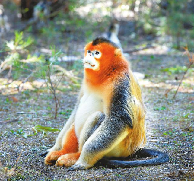 Jiuzhaigou Monkey