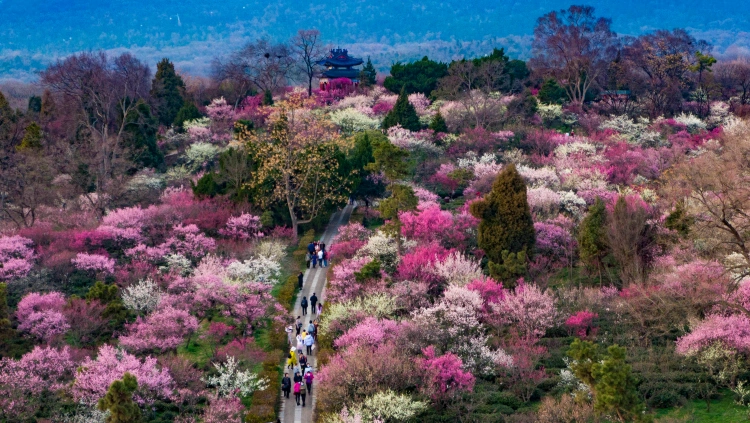 Nanjing Plum Blossom Hill spring