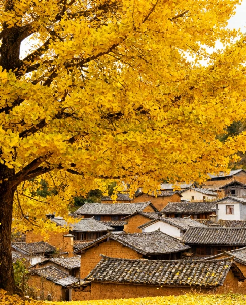Tengchong Ginkgo Trees
