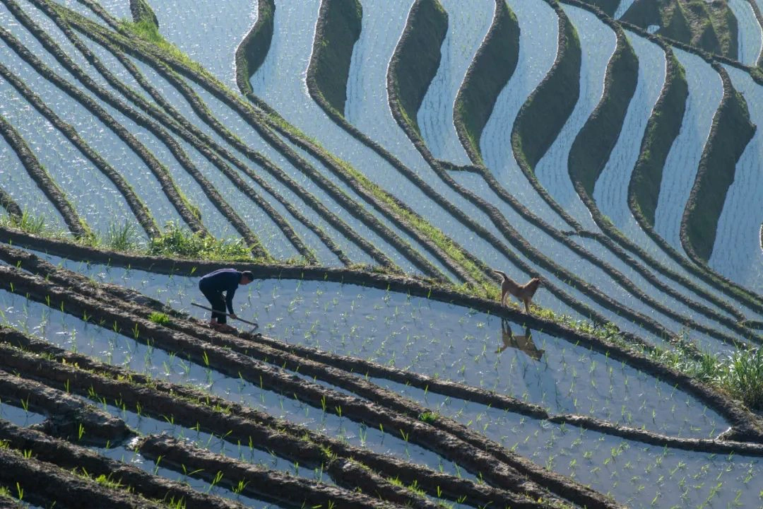 Terraces Spring