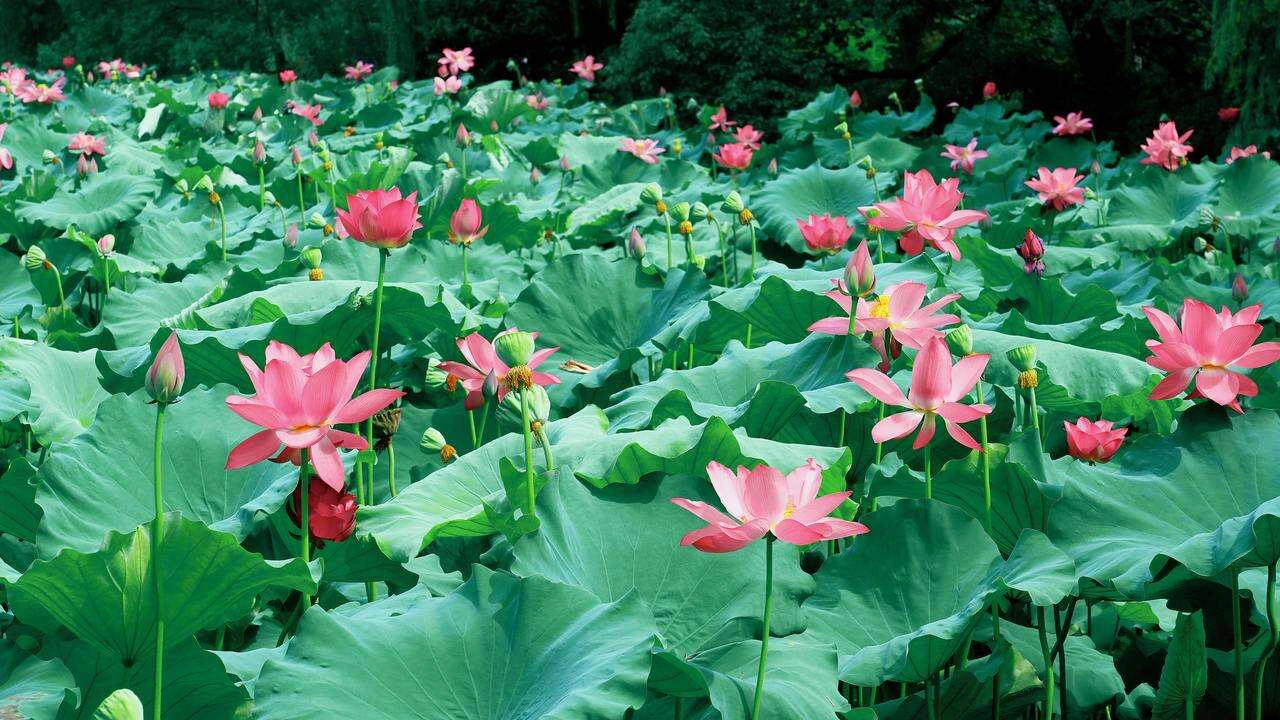 West Lake Lotus