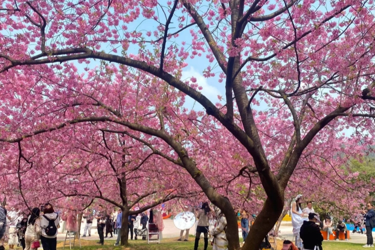 Wuhan Cherry Blossom