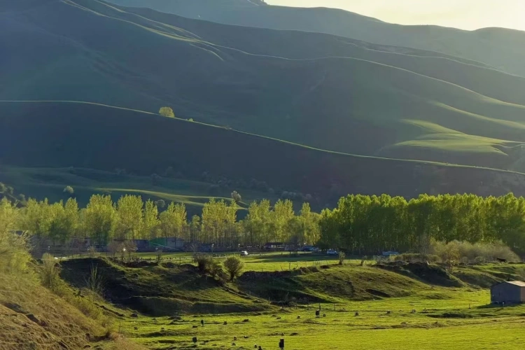 Xinjiang Nalati Grassland
