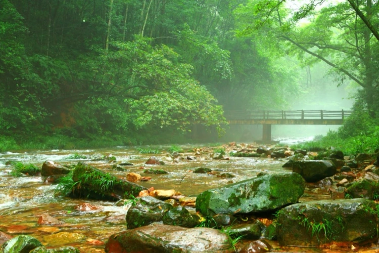 Zhangjiajie Gold Whip Stream