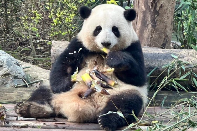 Chengdu Panda Base Hua Hua
