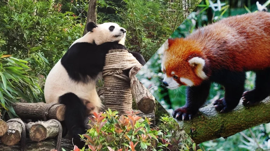 Chengdu Panda Dujiangyan