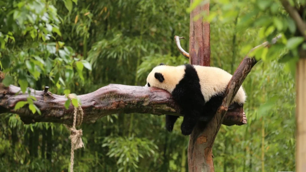 Chengdu Panda Tour