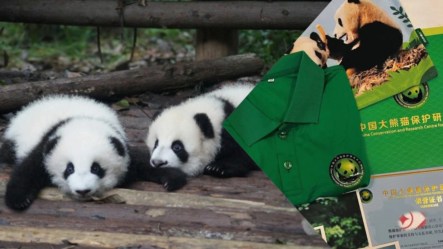 Chengdu Panda Volunteer Tour