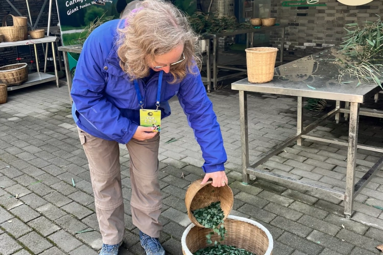 Chengdu Panda Volunteer Tour