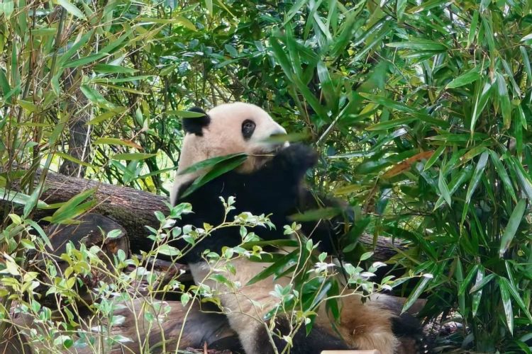 Chengdu panda base breeding
