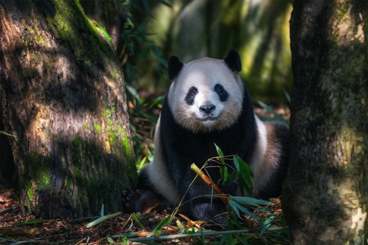 Dujiangyan panda base