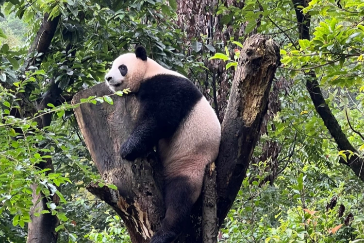 Chengdu Dujiangyan panda