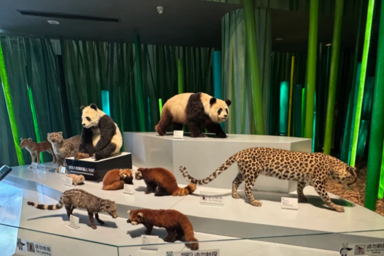 Chengdu Panda Base Museum