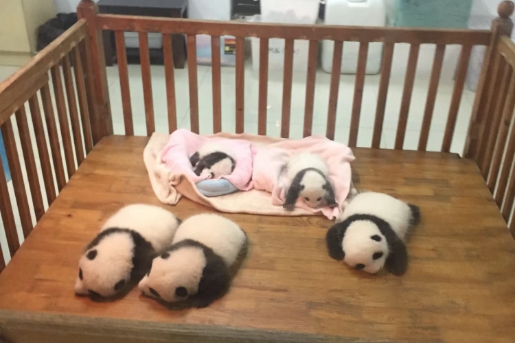 Chengdu Panda Base Nursery