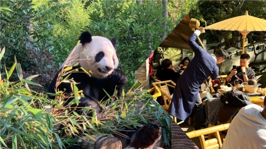 Chengdu Panda Teahouse Tour