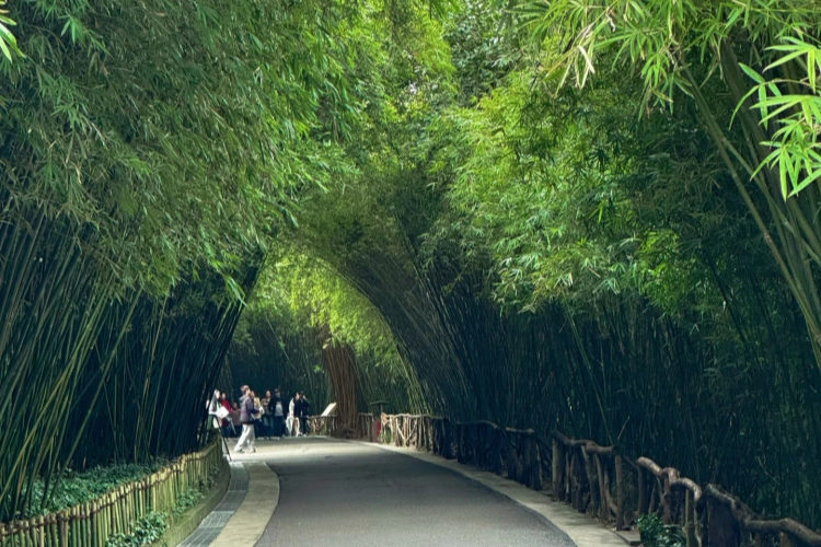 Chengdu panda base bamboo
