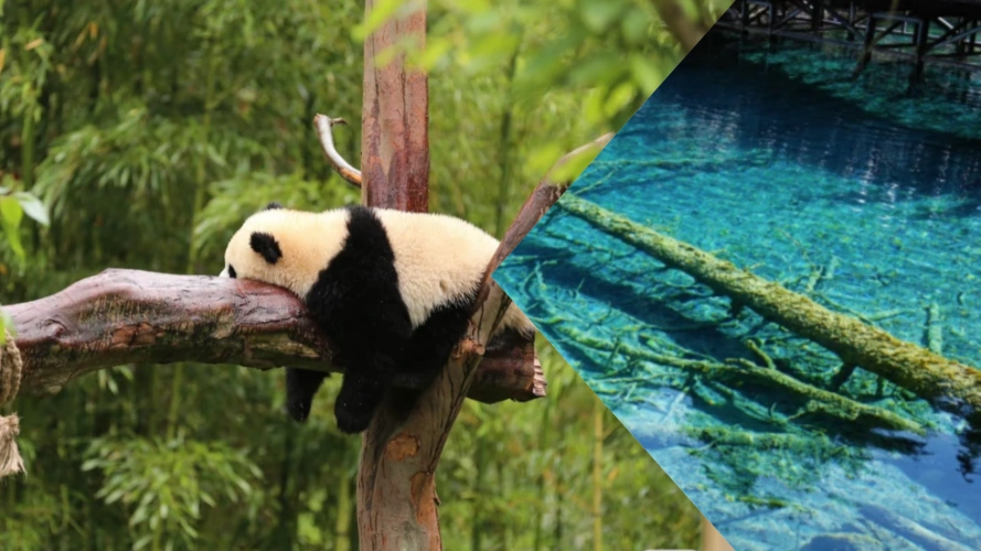 Chengdu to Jiuzhaigou Tours Image