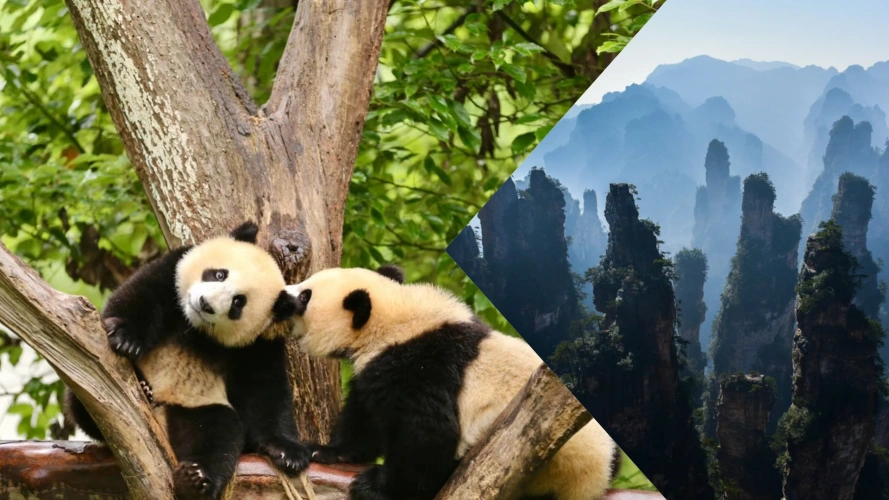 Chengdu to Zhangjiajie Tours