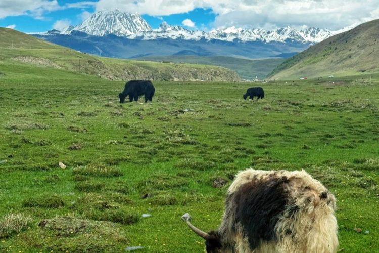 Tagong Grassland