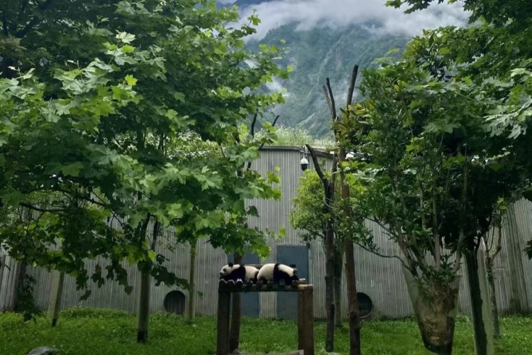 Wolong panda Base
