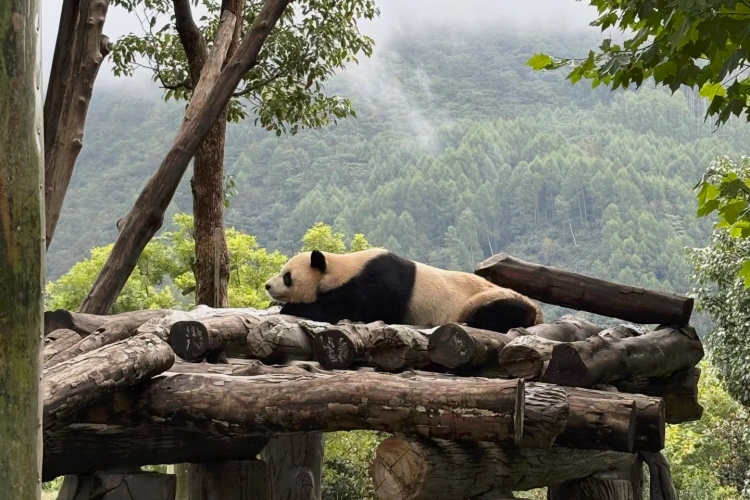 Wolong panda Base