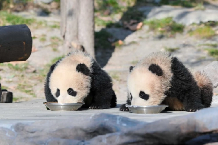 Wolong panda Base