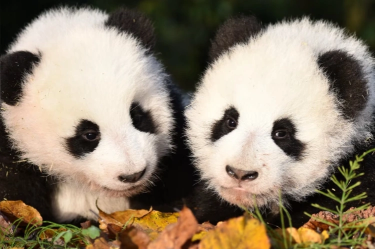 Bifengxia Baby Pandas