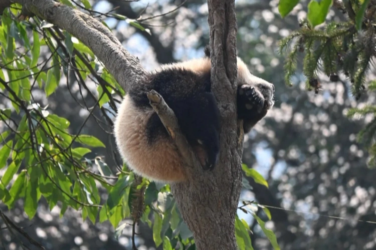 Bifengxia Pandas