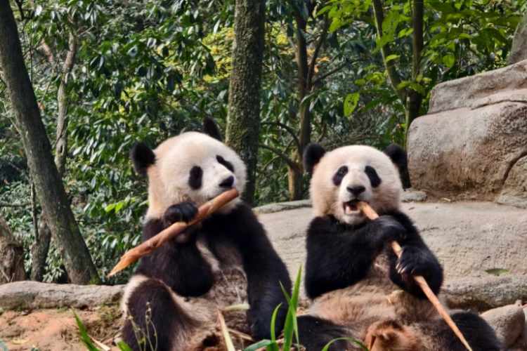 Bifengxia Returned Pandas