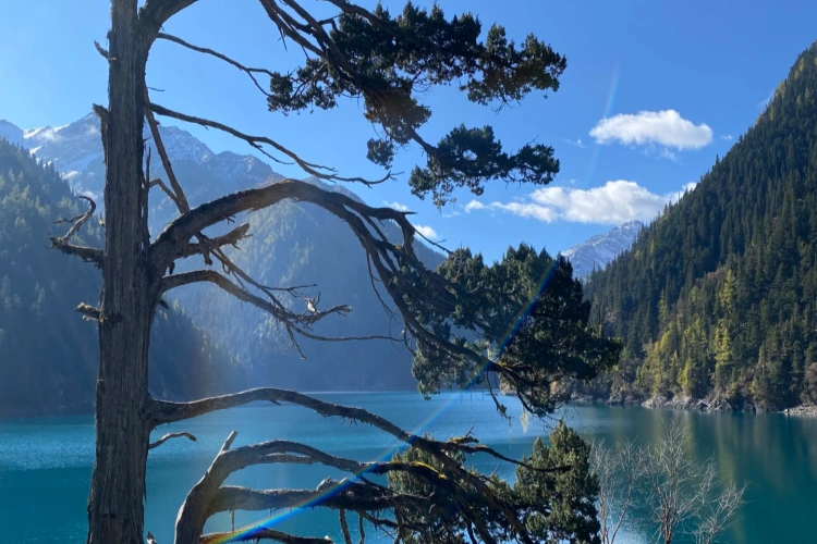 JIuzhaigou Long Lake Tree