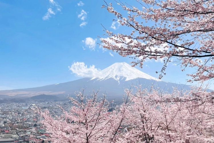 Japan Sakura