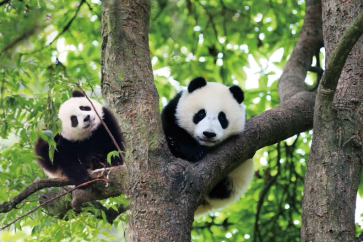 Ya'an Bifengxia Panda Base