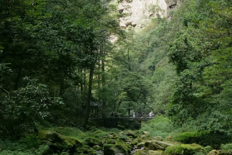 Zhangjiajie Golden Whip Stream Forest