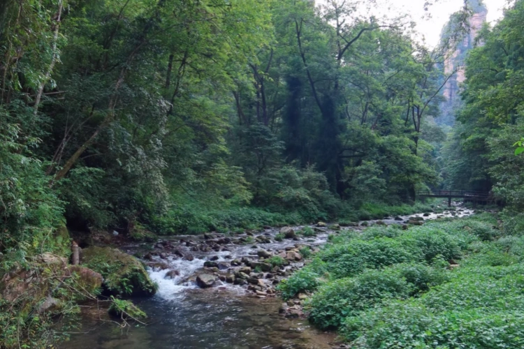 Zhangjiajie Golden Whip Stream