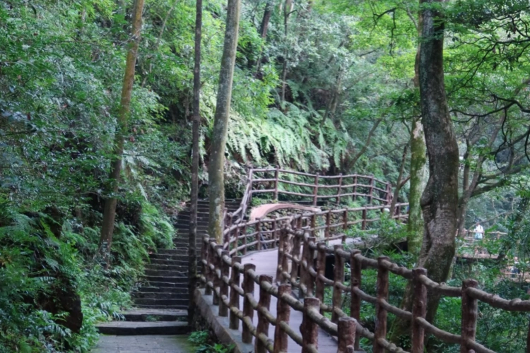 Zhangjiajie Golden Whip Trail