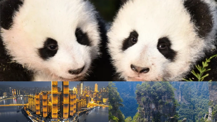 Chengdu Chongqing Zhangjiajie Tours