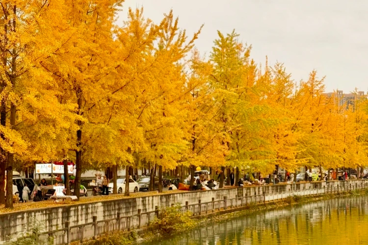 Chengdu Ginkgo Trees