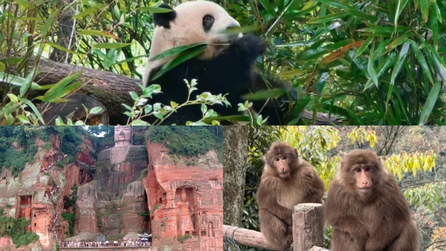 Chengdu Leshan Emei Tour