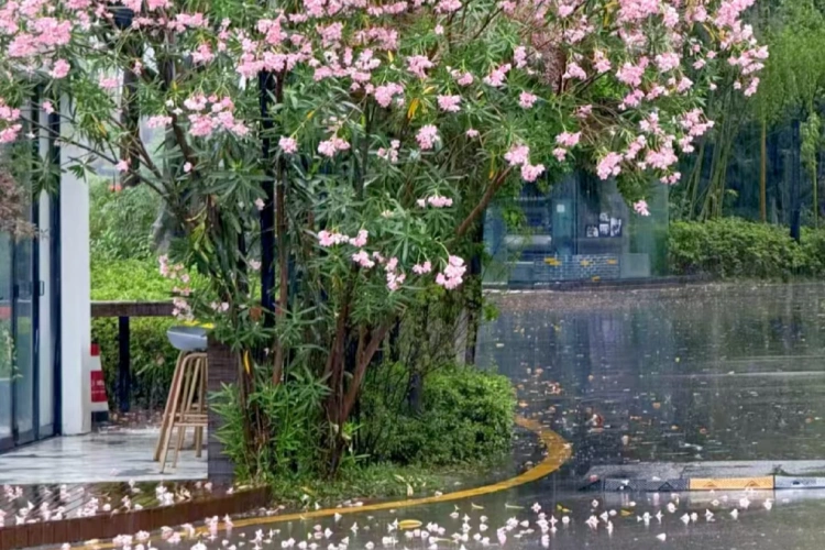 Chengdu Rain and Flower