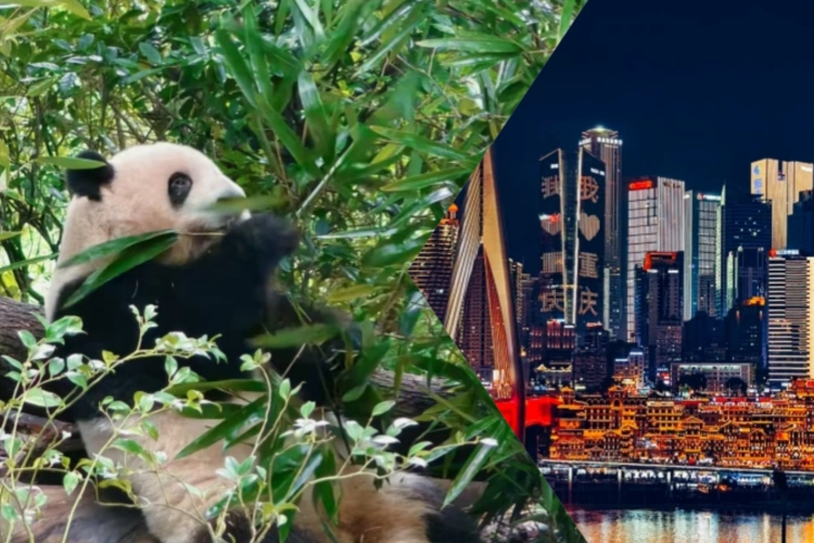 Chengdu vs Chongqing