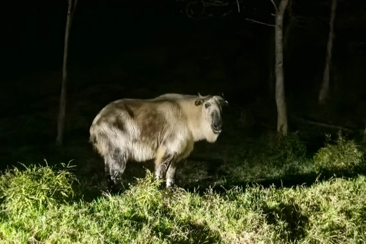 Sichuan Tangjiahe Nature Reserve Night