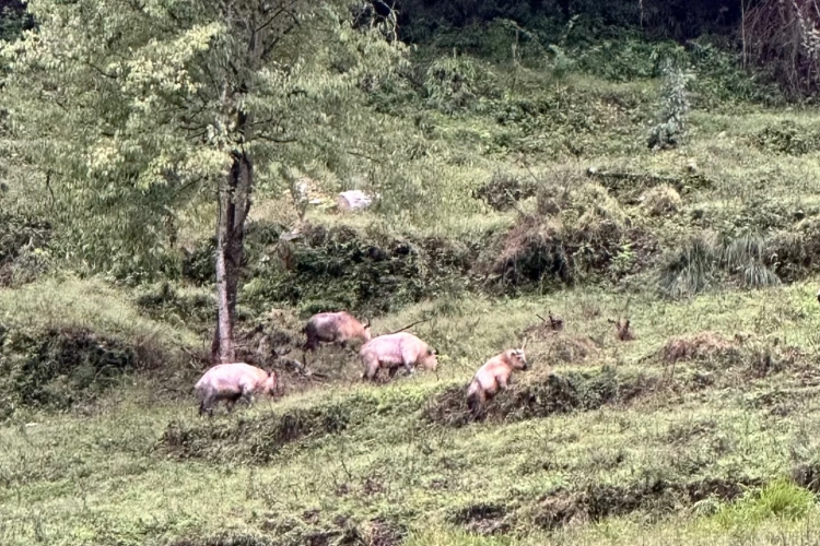 Sichuan Tangjiahe Nature Reserve