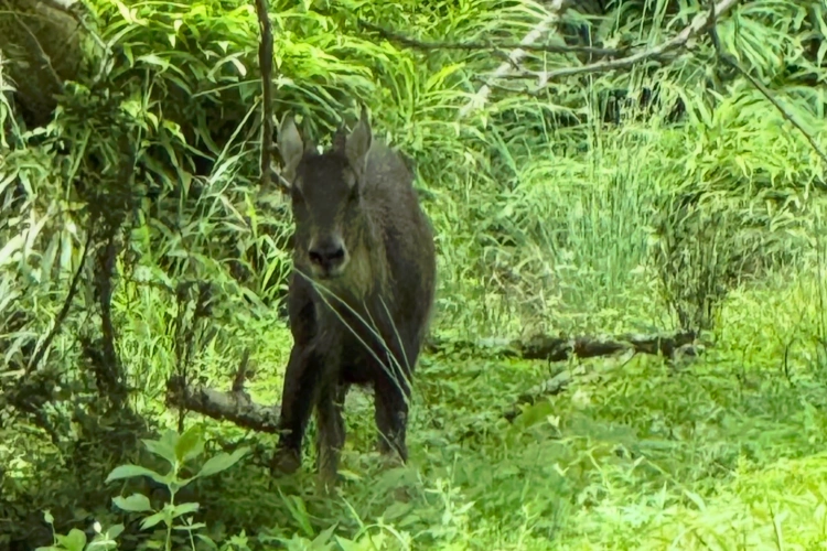 Sichuan Tangjiahe Nature Reserve