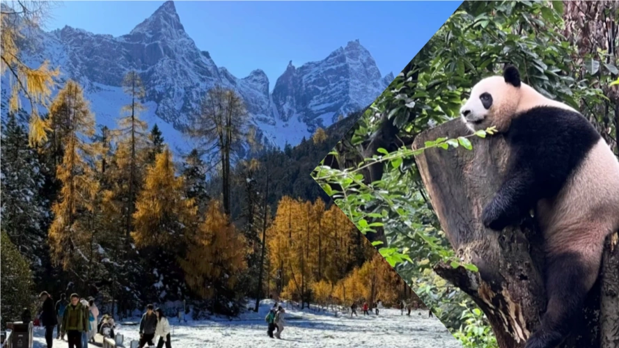 Chengdu Bipenggou Tour