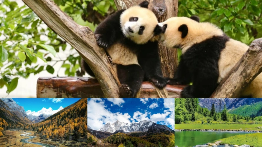 Chengdu Wolong Panda Siguniang Mountain Tour